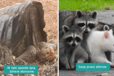 17 sytuacji, w których natura postanowiła wykazać się kreatywnością