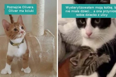 16 fotografii pokazujących dlaczego w towarzystwie kotów nie grozi ci nuda