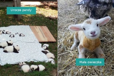 15 uroczych zwierzątek, które podbiły nasze serca