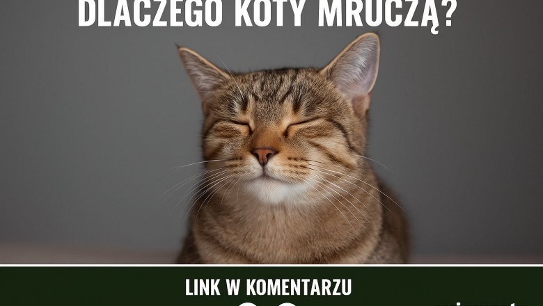 Dlaczego koty mruczą? Naukowcy odkryli zaskakujące powody