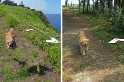 Maru - pies, który został przewodnikiem całej wyspy