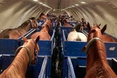 Konie olimpijskie latają samolotami „Air Horse One”. Na pokładzie mają boksy i własne paszporty