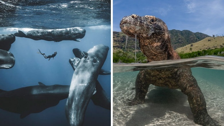 Oceaniczne fotografie Roku 2025. Niezwykłe ujęcia z morskich głębin i plaż