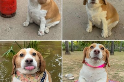 Pies który stał się viralem w internecie i nikt nie wie dlaczego