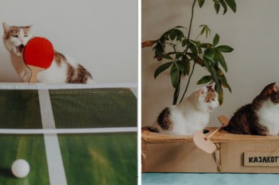 Polska artystka stworzyła kalendarz sportowy ze swoimi kotami