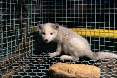 Hodowle zwierząt na futra zostaną zakazane. Parlament przyjął nowelizację ustawy o ochronie zwierząt