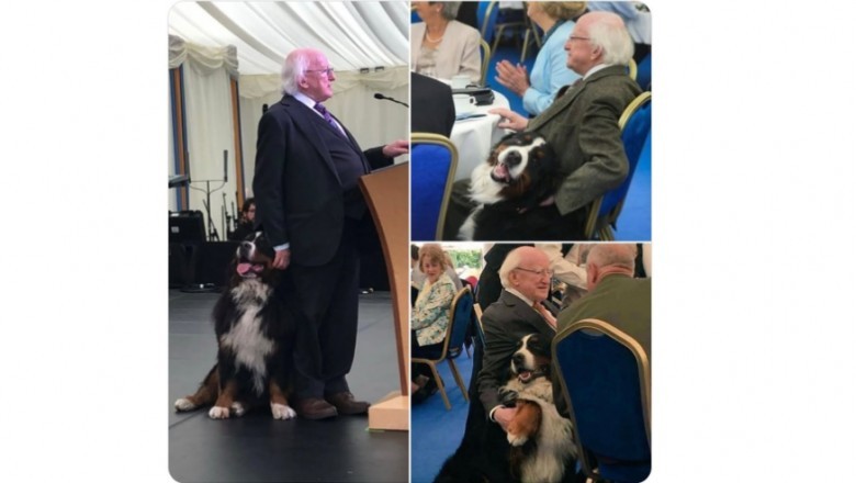 Prezydent Irlandii zawsze z psem. Gdy tylko może, zabiera go nawet na oficjalne wydarzenia