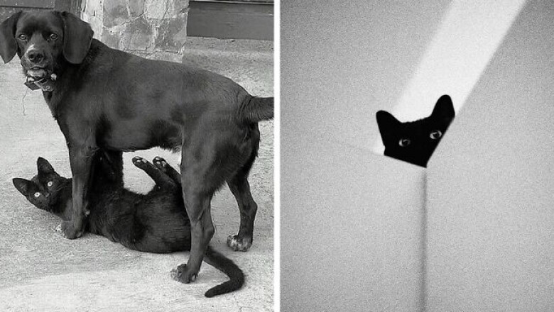 Czarne koty to po prostu inny gatunek! Zobaczcie te majestatyczne zdjęcia!