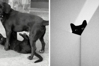 Czarne koty to po prostu inny gatunek! Zobaczcie te majestatyczne zdjęcia!