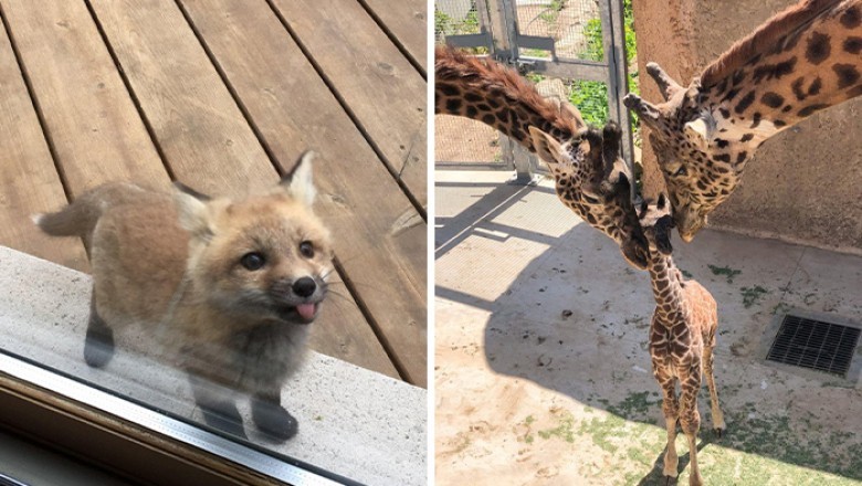 Najbardziej odpowiednia reakcja na zdjęcia tych małych słodziaków to uśmiech