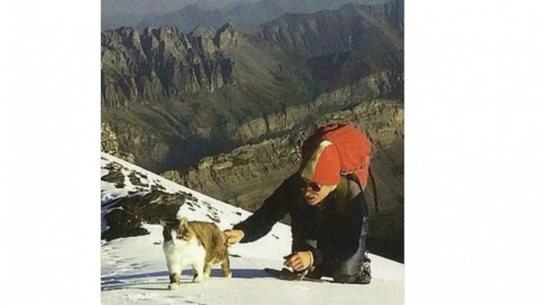 Tomba – kot, który wspinał się po Alpach. Legenda gór, która naprawdę istniała