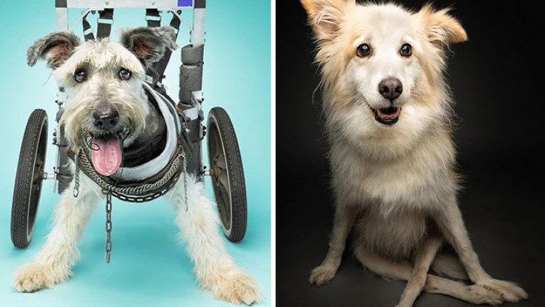 Te niepełnosprawne psiaki chwycą was za serce swoja radością z życia