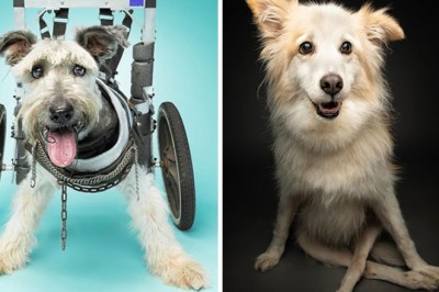 Te niepełnosprawne psiaki chwycą was za serce swoja radością z życia