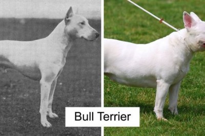 Bull terrier kiedyś i dziś. Jak hodowcy całkowicie zmienili wygląd tej rasy w 100 lat