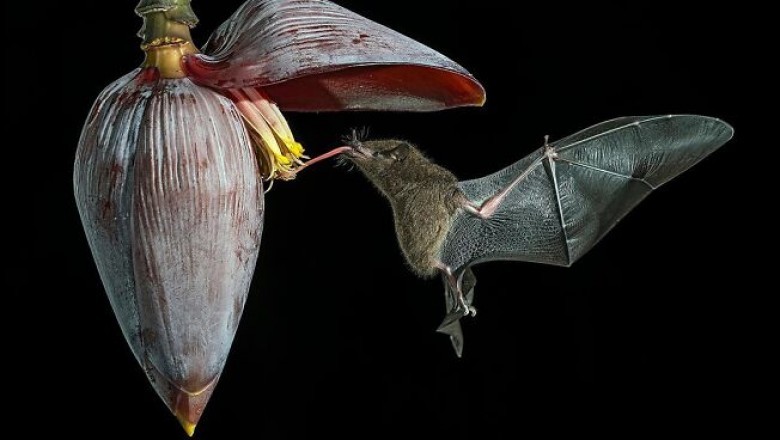 Na tych ujęciach uchwycono zwierzęta w najbardziej majestatycznych pozach