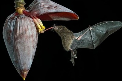 Na tych ujęciach uchwycono zwierzęta w najbardziej majestatycznych pozach