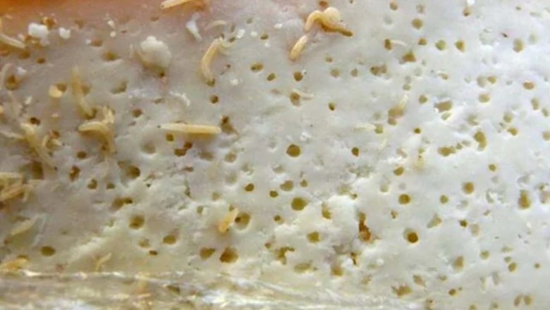 Casu marzu – najbardziej kontrowersyjny ser świata. Dlaczego zawiera żywe larwy?