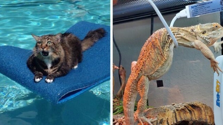 Te zwierzaki utknęły tak nietypowo, że nawet właściciele nie ogarnęli jak to się stało