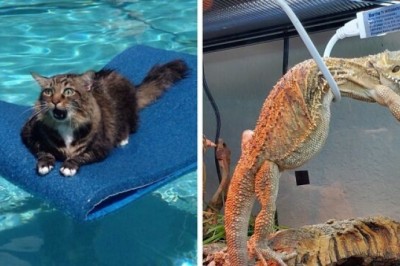 Te zwierzaki utknęły tak nietypowo, że nawet właściciele nie ogarnęli jak to się stało