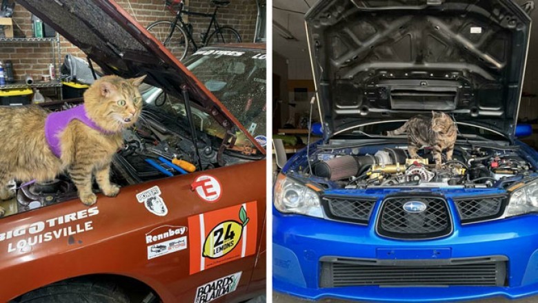 Te koty przypadkiem zostały mechanikami ale są gotowe naprawić każde auto