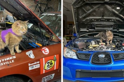 Te koty przypadkiem zostały mechanikami ale są gotowe naprawić każde auto