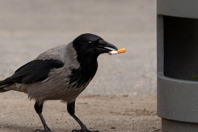 W Szwecji ptaki mają przysłużyć się sprzątaniu miasta. Kawki uczą się zbierać śmieci w zamian za jedzenie