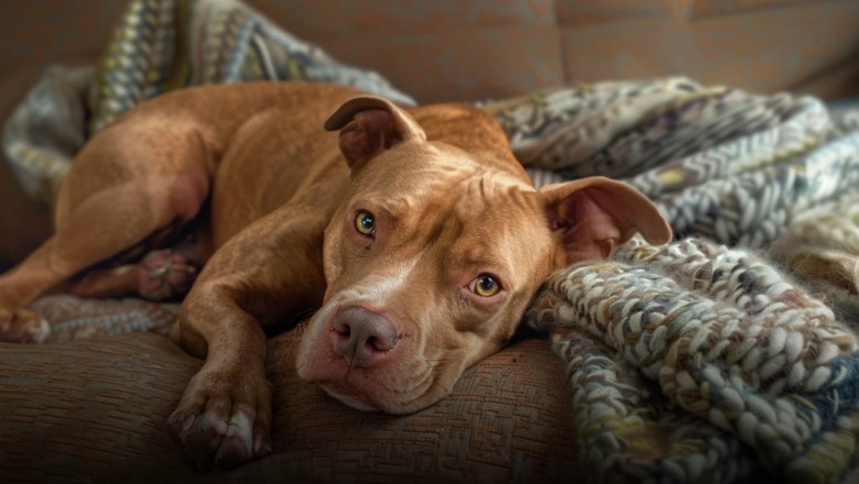 Pitbulle i agresja. Skąd wzięło się to przekonanie i co mówią fakty