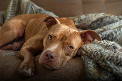 Pitbulle i agresja. Skąd wzięło się to przekonanie i co mówią fakty