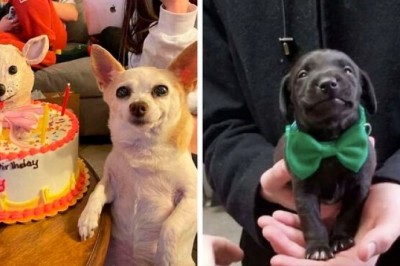 Podzielili się najsłodszymi, najbardziej uroczymi i rozczulającymi zdjęciami swoich pupili