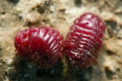 Czerwony barwnik z owadów. Gdzie stosuje się koszenilę