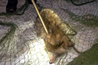 Kobieta myślała, że znalazła zbłąkanego psa, okazało się, że to JENOT. Policja opublikowała nagranie