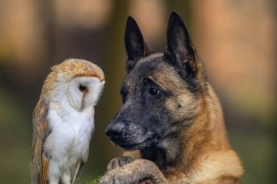 Niezwykła przyjaźń psa i sów. Fotografka, która podbiła internet