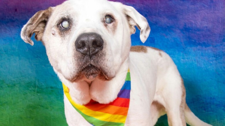 „Sanktuarium dla starszych psiaków” zorganizowało sesję zdjęciową swoich podopiecznych.