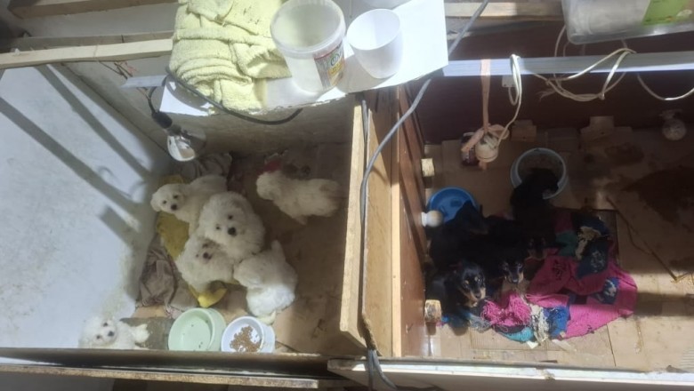 Policja rozbiła nielegalną hodowlę w gminie Piątek. Psiaki przebywały w drastycznych warunkach