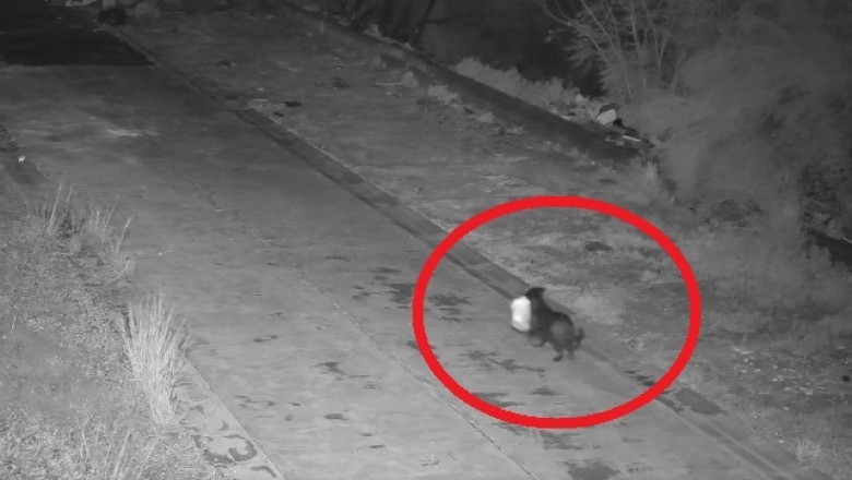 Myślał, że nikt go nie złapie. Wytresował psa do nielegalnej roboty