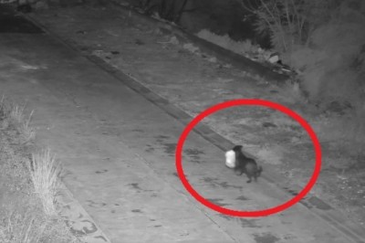 Myślał, że nikt go nie złapie. Wytresował psa do nielegalnej roboty