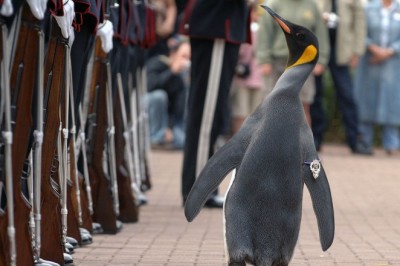 Prawdziwy pingwin generał. Niezwykła historia Nilsa Olava z norweskiej Gwardii Królewskiej