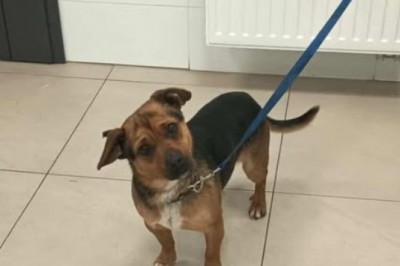 Pierwsze w Polsce becikowe na psa. Mieszkańcy gminy Sońsk otrzymają 1500 zł za przygarniętego psa