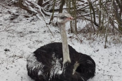 Z*walcil strusia i się tym chwalił. Dostał 7 lat bezwzględnego więzienia.
