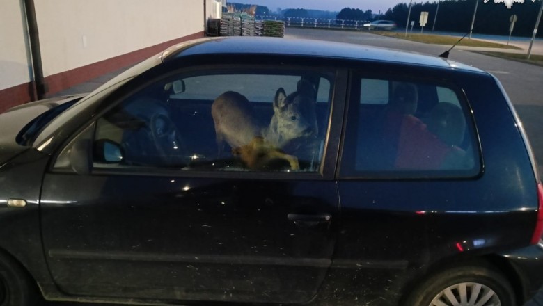 Przyjechała z sarną na siedzeniu do pracy. Na miejsce wezwała policję