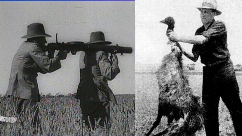W 1932 roku Australia wypowiedziała wojnę ptakom emu i ją przegrała.