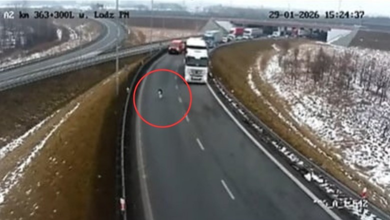 Dwa wystraszone cielaki wbiegły na autostradę A2. Kierowcy ruszyli z pomocą