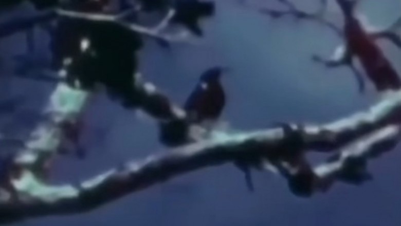 Najsmutniejsze nagranie w historii. Ostatni żyjący samiec Kauaʻi nawołuje partnerkę, ale nikt nigdy mu nie odpowiedział.