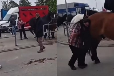 Wiadomo kim jest pijany mężczyzna znokautowany przez konia na targach w Pajęcznie. To dorożkarz z Krakowa!